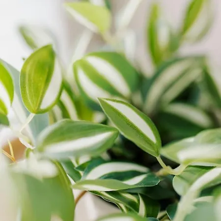 Kuesten De - 2 Direkte Deichlage, Balkon, 77qm