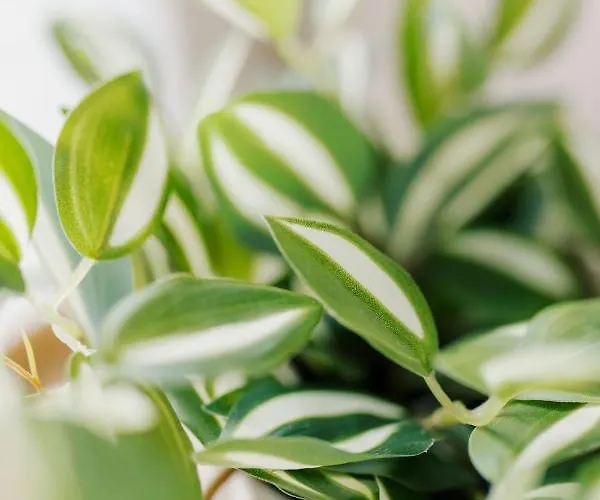 Küsten De - 2 Direkte Deichlage, Balkon, 77qm